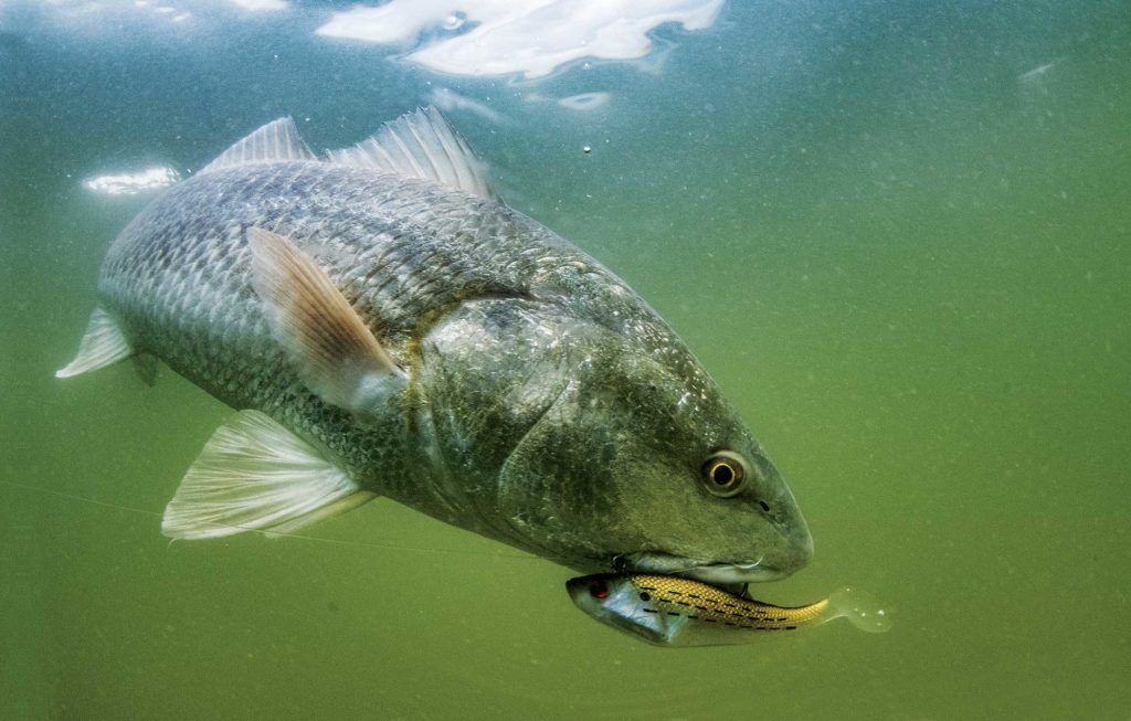 Catching a redfish in deeper water