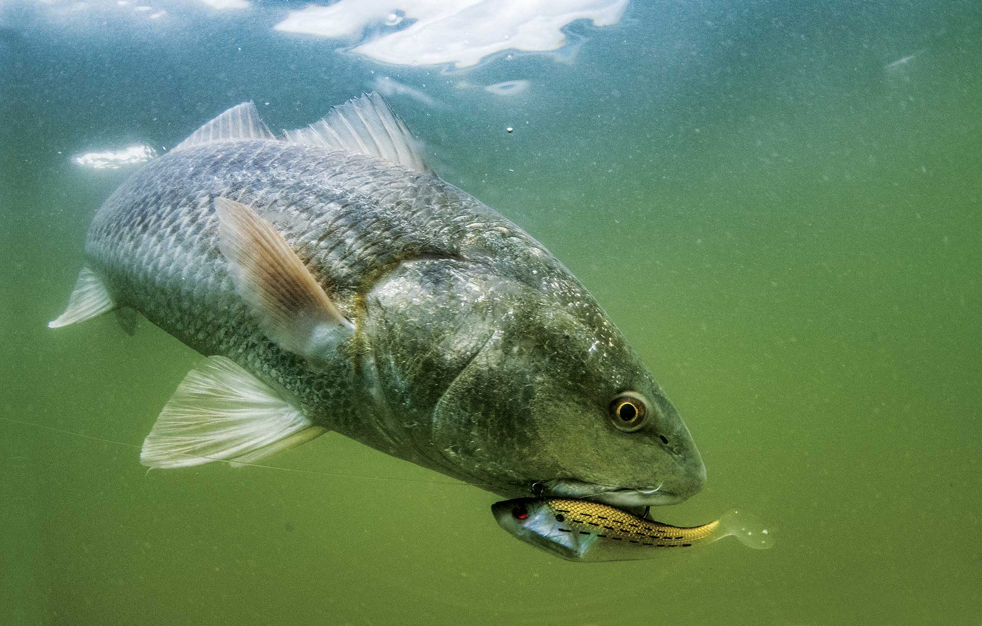 Five Hotspots for Winter Redfish