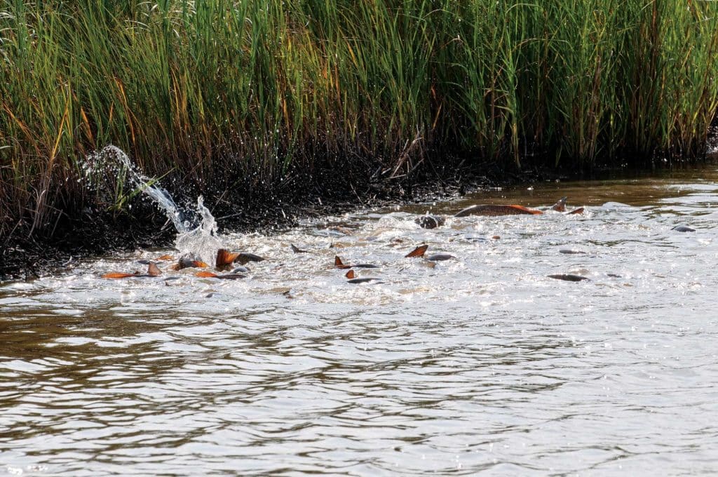 School of redfish in the marsh