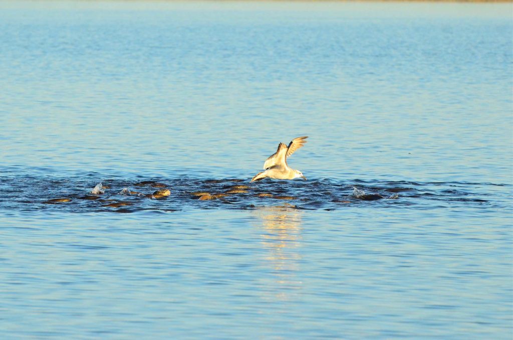 Texas redfish in shallow waters