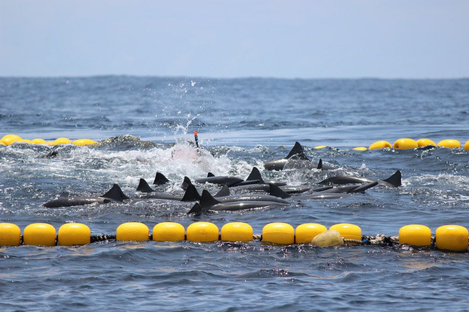 Billboards Warn of Illegal Fishing in Costa Rica