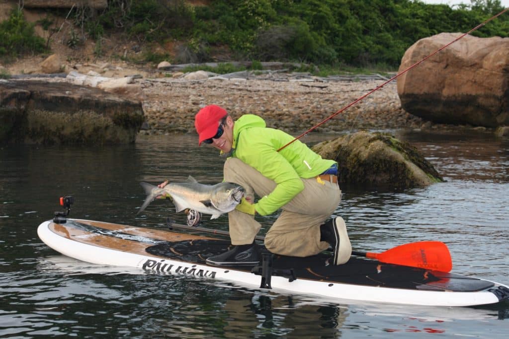 Fishing stripers and blues in Northeast boulder fields - bluefish from a standup paddleboard