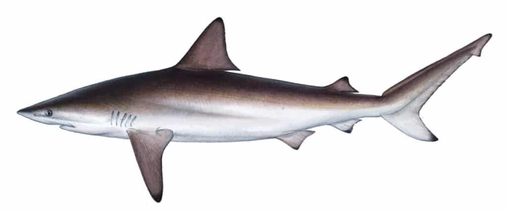 Spinner Shark