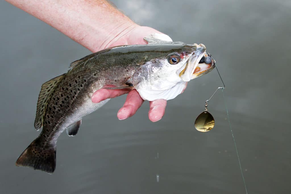 Spotted seatrout caught fishing Colorado blade spinnerbait lure