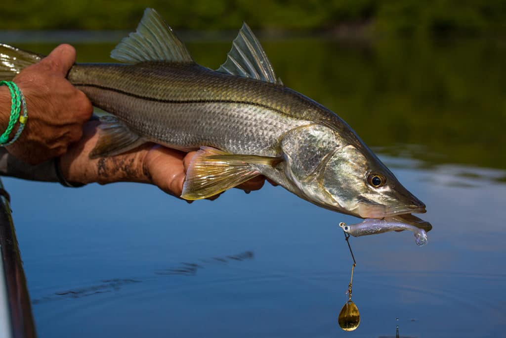 Snook caught inshore fishing spinnerbait lure