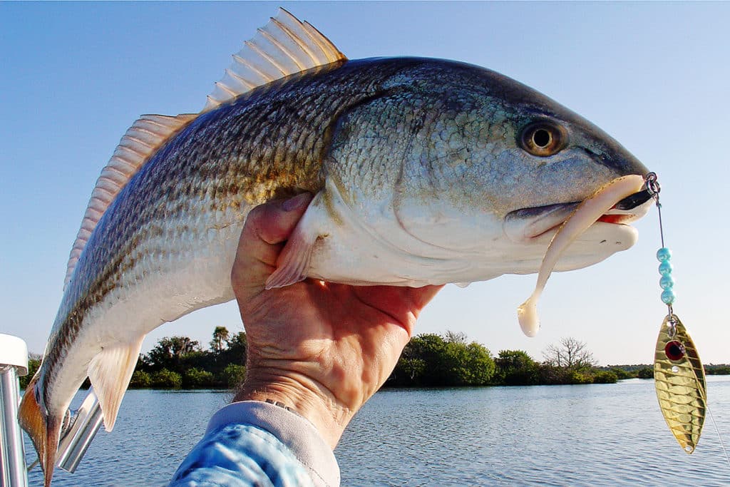 Redfish caught fishing Aqua Dream Living spinnerbait lure