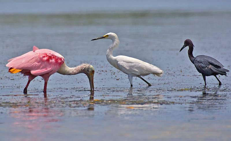 spoonbill,-snowy-egret-and-a-reddish-egret-doing-lunch.jpg