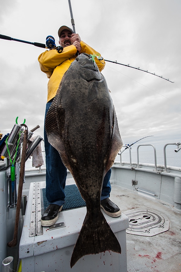 Huge Halibut Fishing Photo