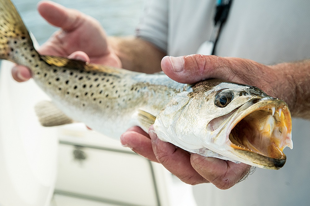 spotted seatrout