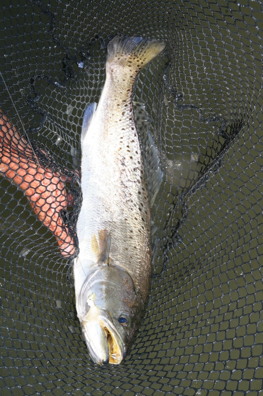 spotted_seatrout_mississippi_sound_mississippi.jpg