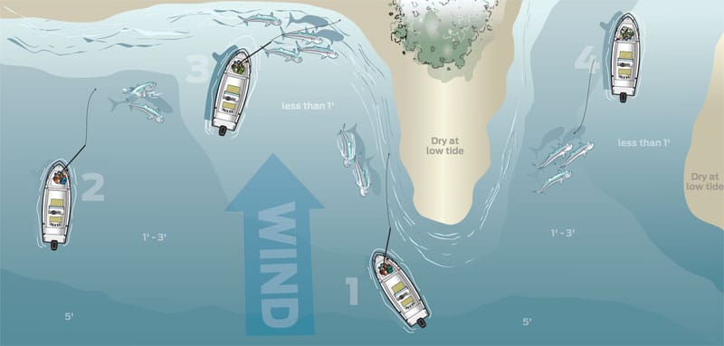 spotting-fish-diagram.jpg