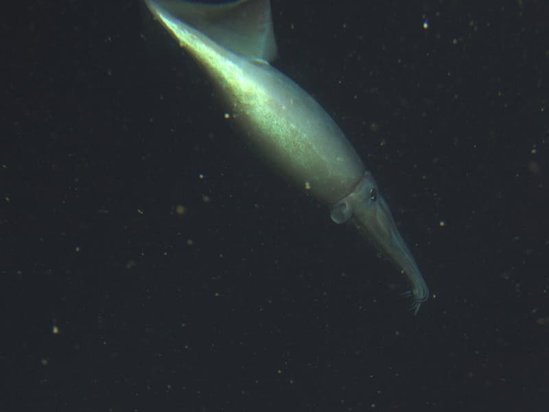 NOAA squid