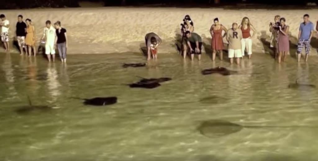 People wading in the water around stingrays
