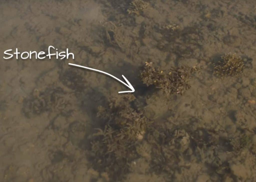 Stonefish underwater camouflaged