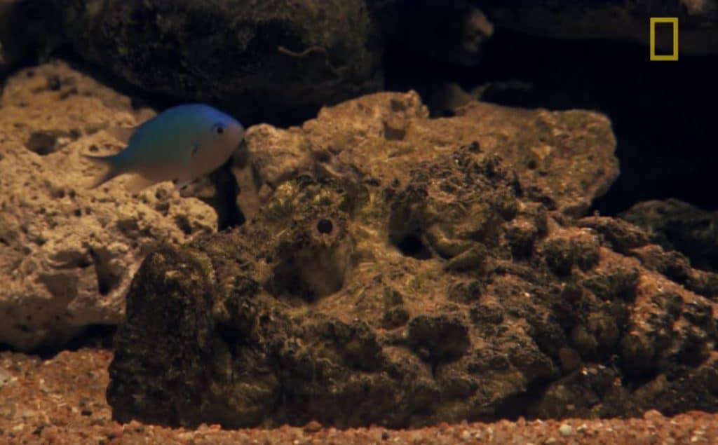 Stonefish underwater
