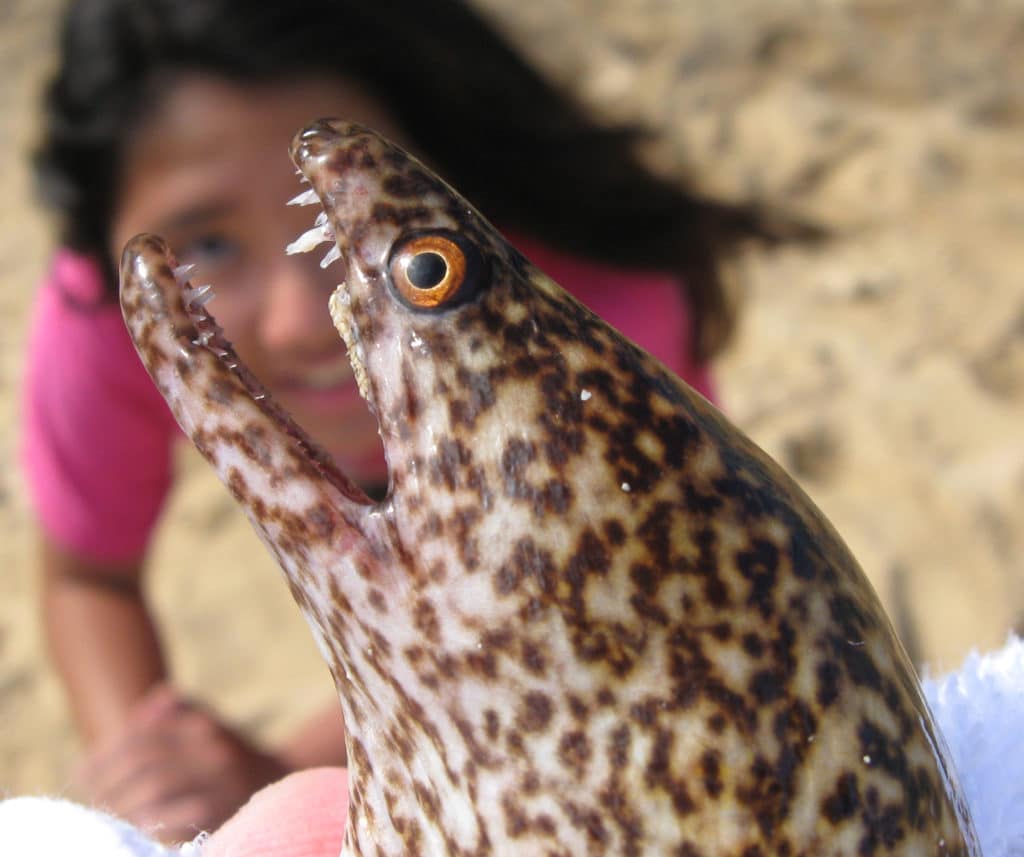 stout-moray-eel,-oahu.jpg