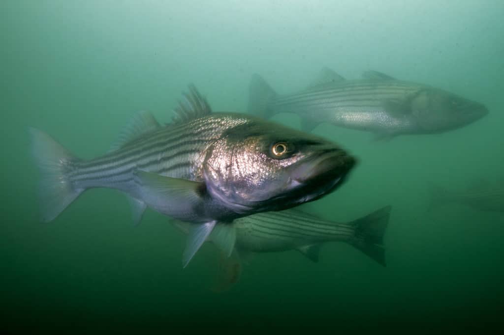 underwater striped bass