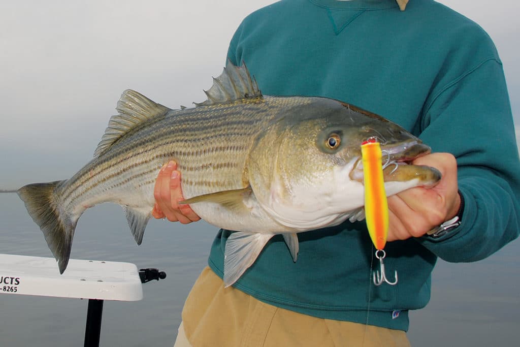 Striped Bass Fishing Techniques