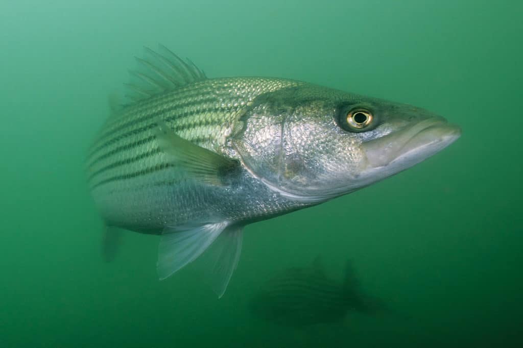 striped bass under water schoolie