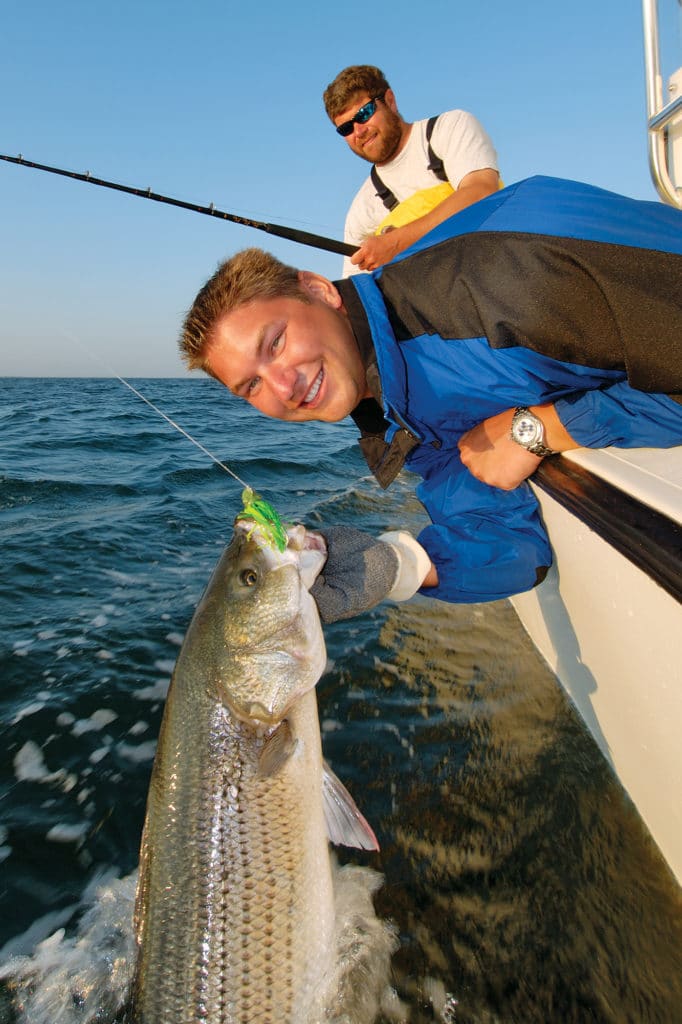 striped bass release