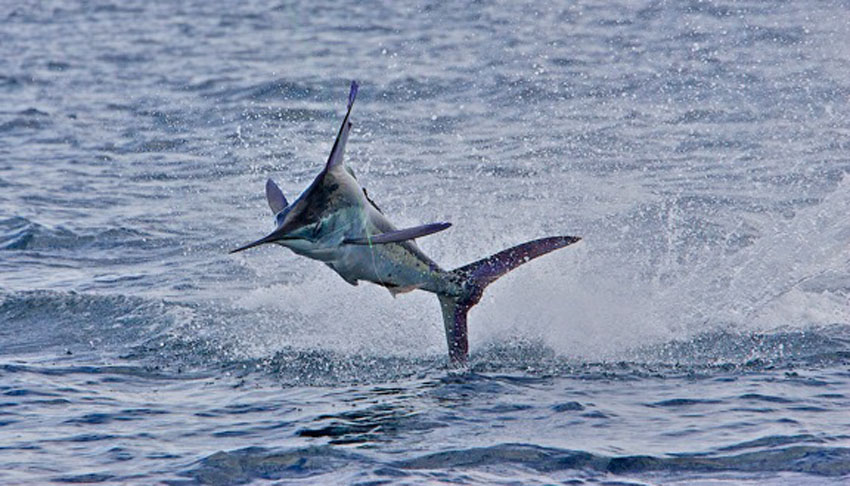 striped marlin off cabo.jpg