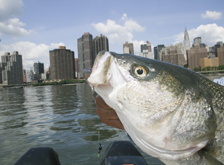 striped_bass_manhattan_new_york.jpg