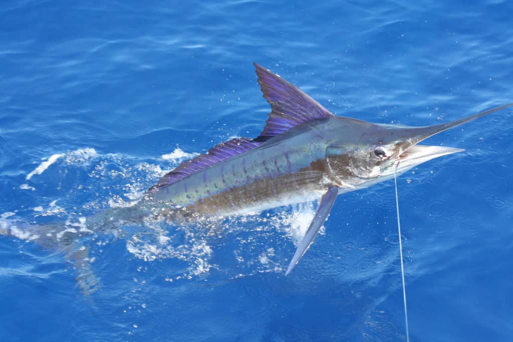 striped-marlin