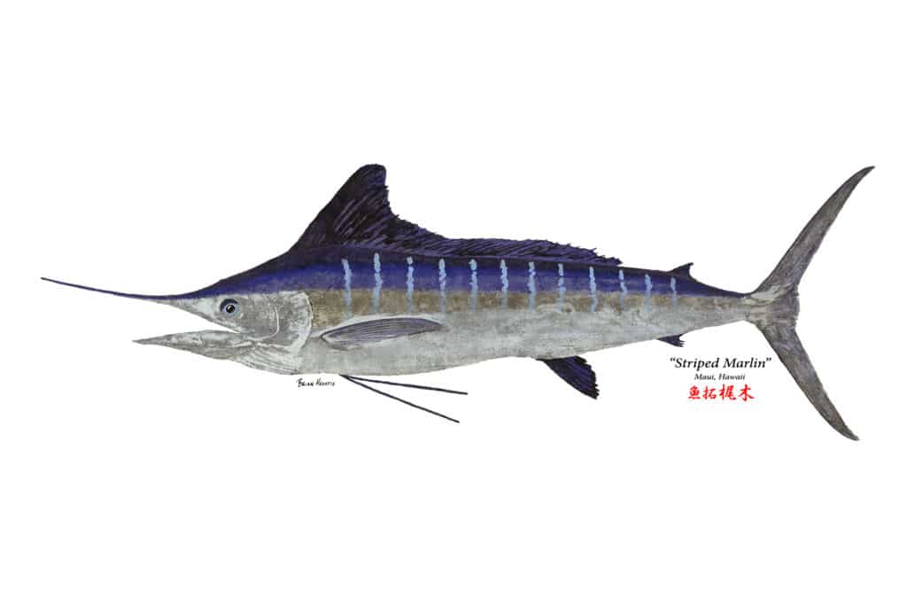 Gyotaku fish print of a striped marlin