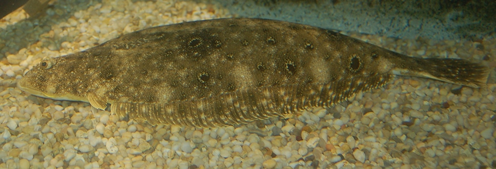 Summer Flounder