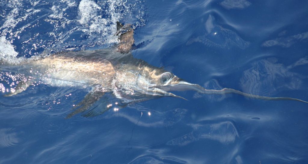Swordfish: At risk from longlining in closed nursery area