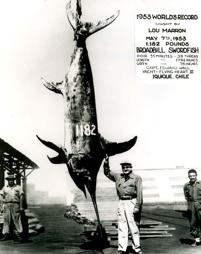 swordfish.jpg