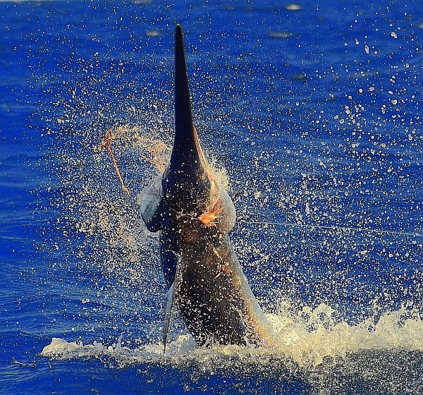 Two Giant Swordfish Hooked Off California in Historic Deep-Drop