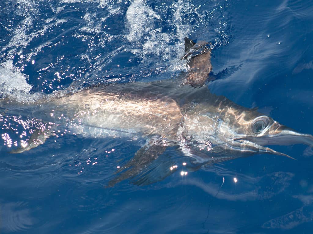 swordfish catch