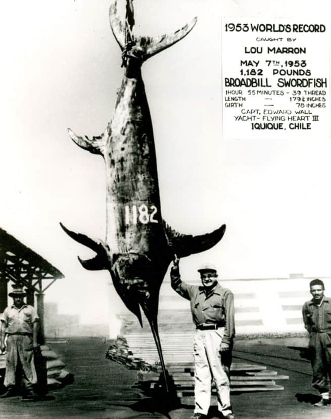 The largest swordfish ever caught on rod and reel