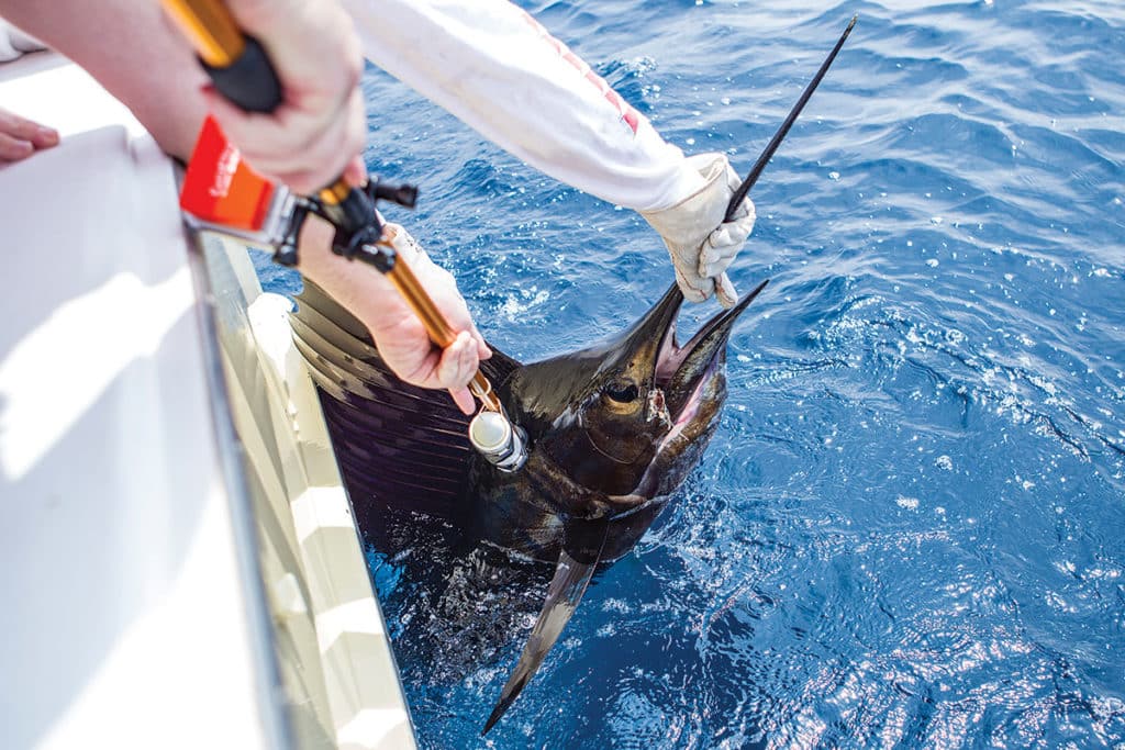 saltwater fishing anglers tagging a sailfish temporary PSAT tag