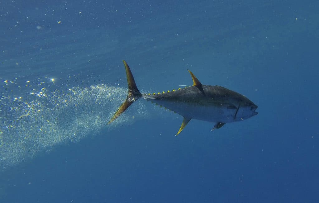 tuna tag and release