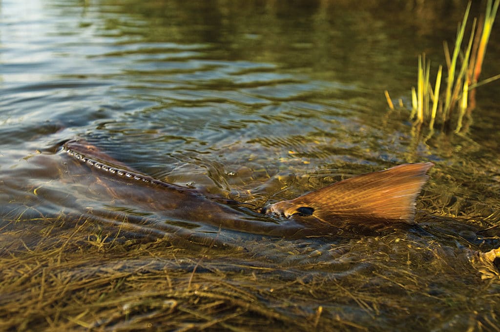 redfish release in shallow water
