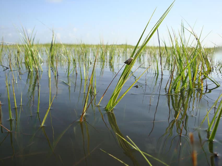 tailing redfish_04.jpg