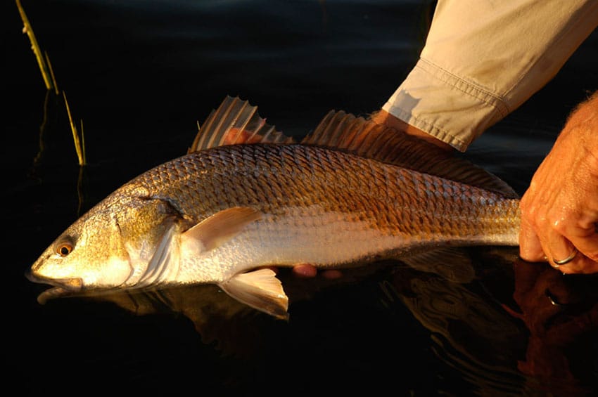 tailing redfish_11.jpg