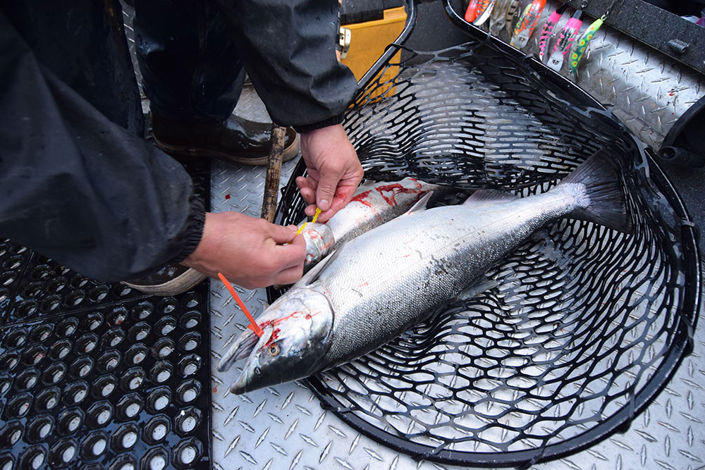 Color Coding Silver Salmon