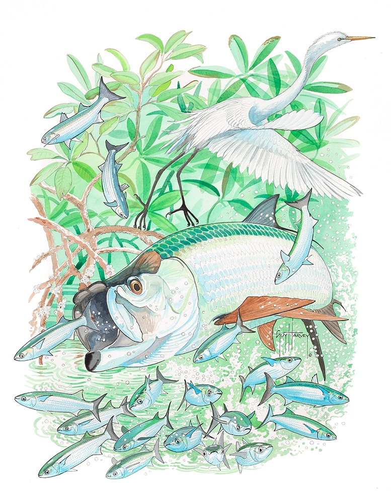 Guy Harvey painting tapon and egret mangrove