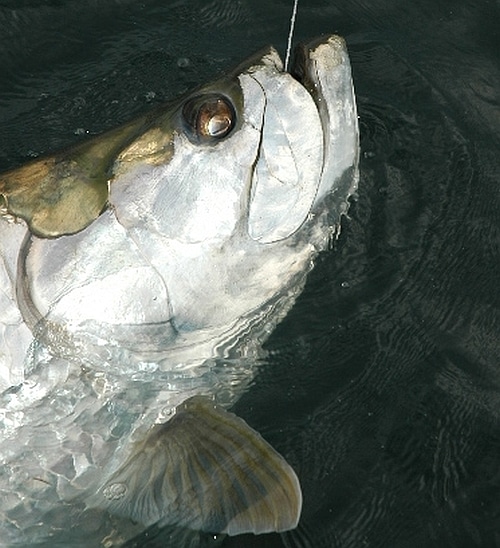 tarpon