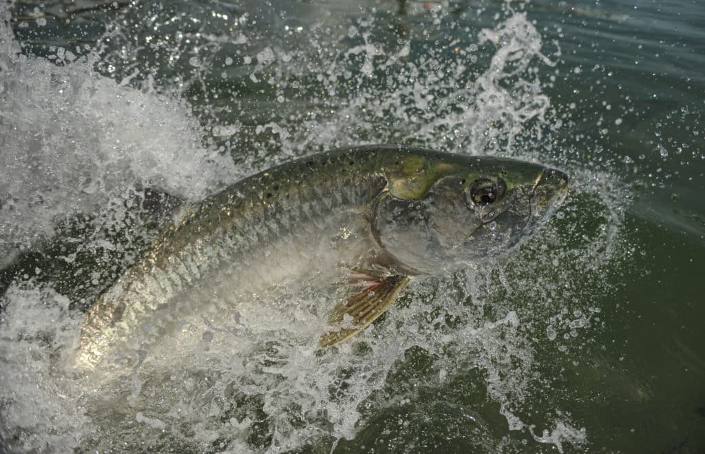 tarpon jumping