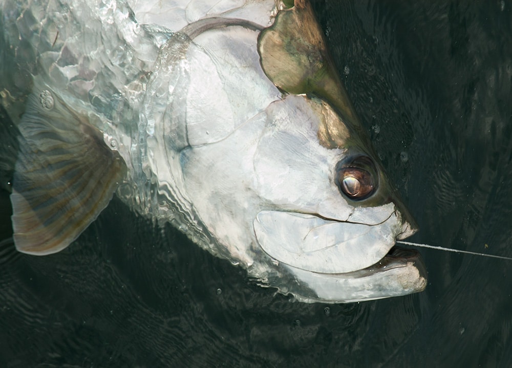 tarpon hookup