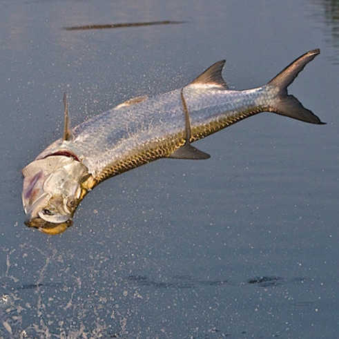 Tarpon Catch and Release
