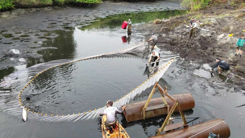 Tarpon Rescued and Relocated