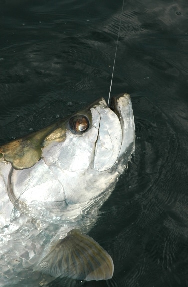 tarpon_rio_colorado_costa_rica.jpg