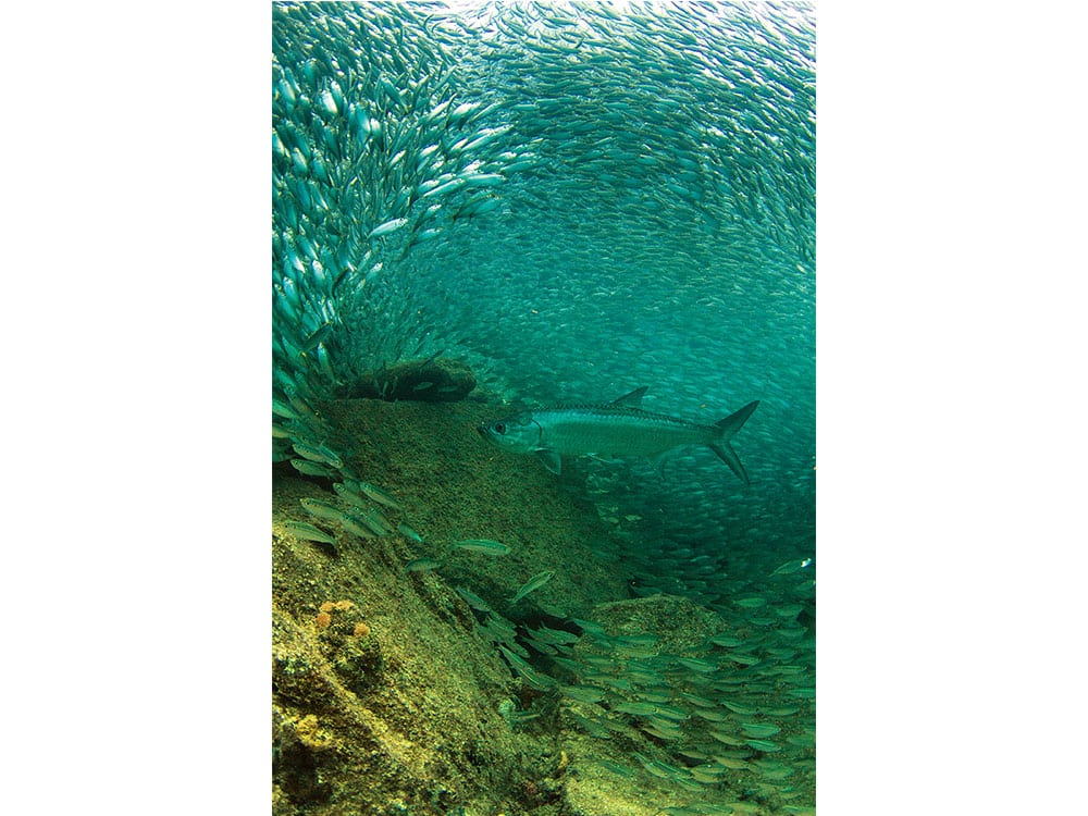 Tarpon Amid Bait Ball