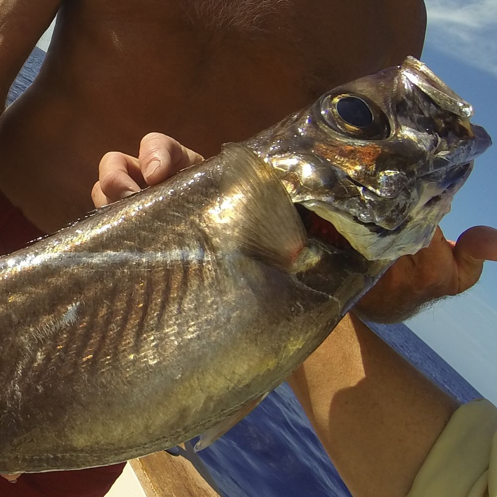 Deep Dropping for Grouper in Costa Rica