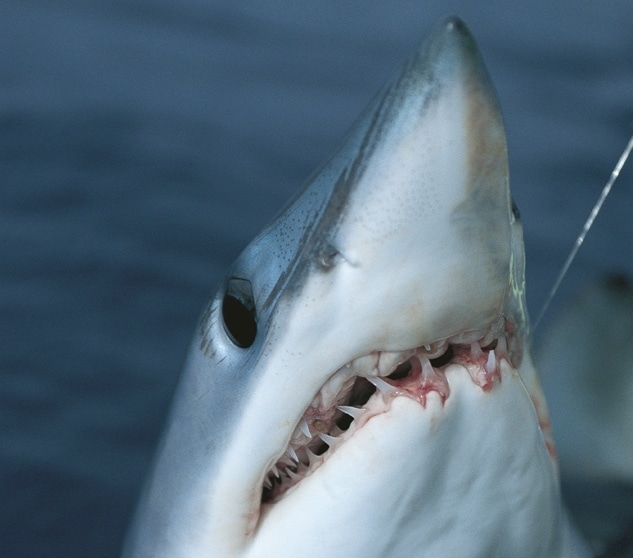 Mako shark caught fishing on rod and reel